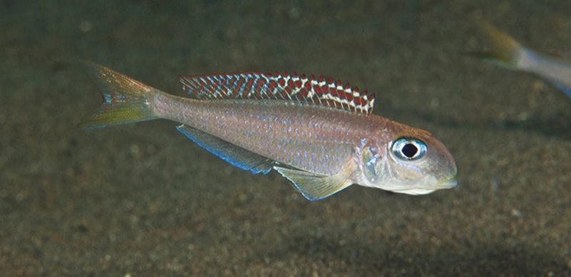 Xenotilapia flavipinnis 'Kalugunga'